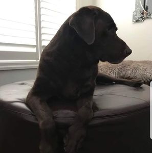 Meet your Posher, Phillip